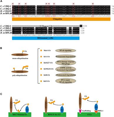 The Ubiquitin-Proteasome System in Apoptosis and Apoptotic Cell Clearance